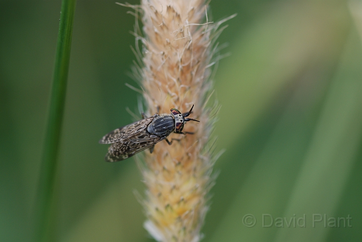 Notch-horned cleg - A.JPG - Notch-horned cleg - Gloucestershire